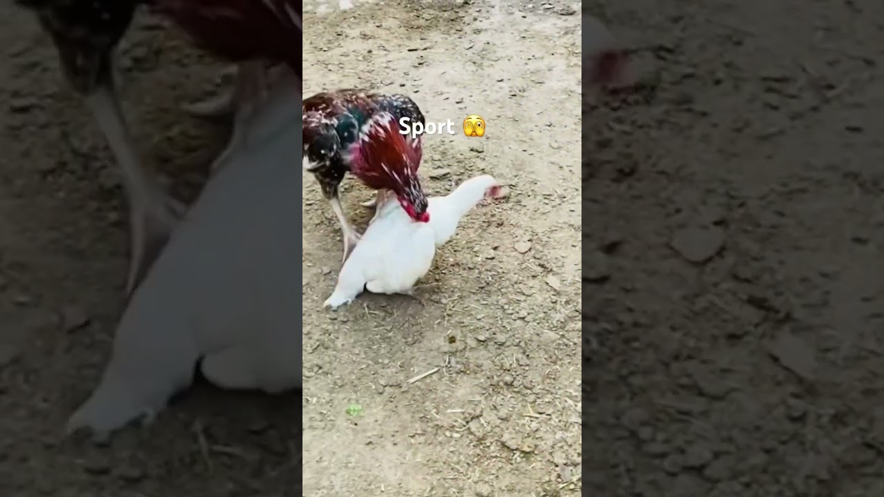 Aseel breeding time🤭