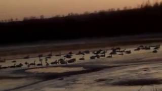 Не улетевшие на юг....