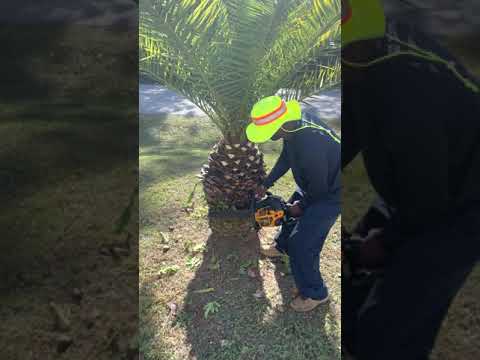 Trimming a Pineapple Palm after a landscaper messes it up