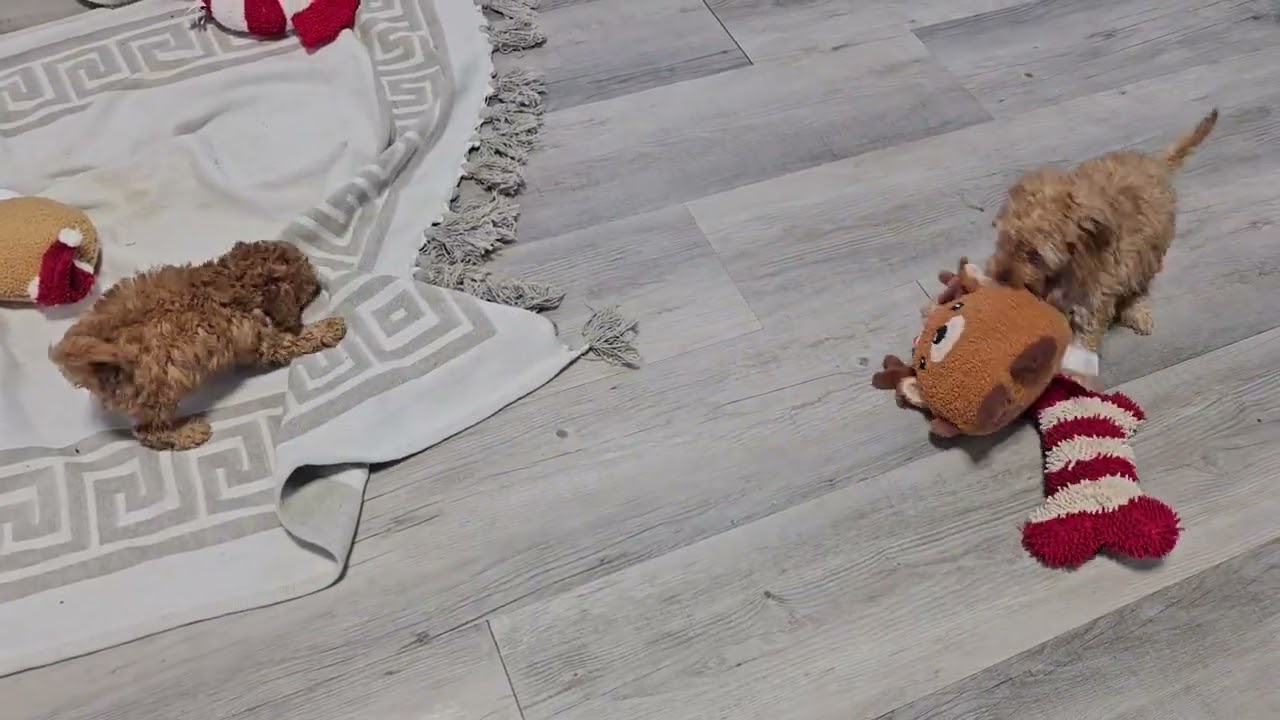 Hearth,Hansel & Harken Cavapoo Siblings running and playing with their toys. 