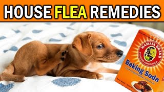 Naturally & Permanently Eliminate Fleas from Your Home  It's Easier Than You Think!
