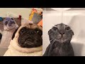 FUNNY DOGS AND CATS VIDEOS TO START YOUR 2021! Cute Funny Dogs And Cats