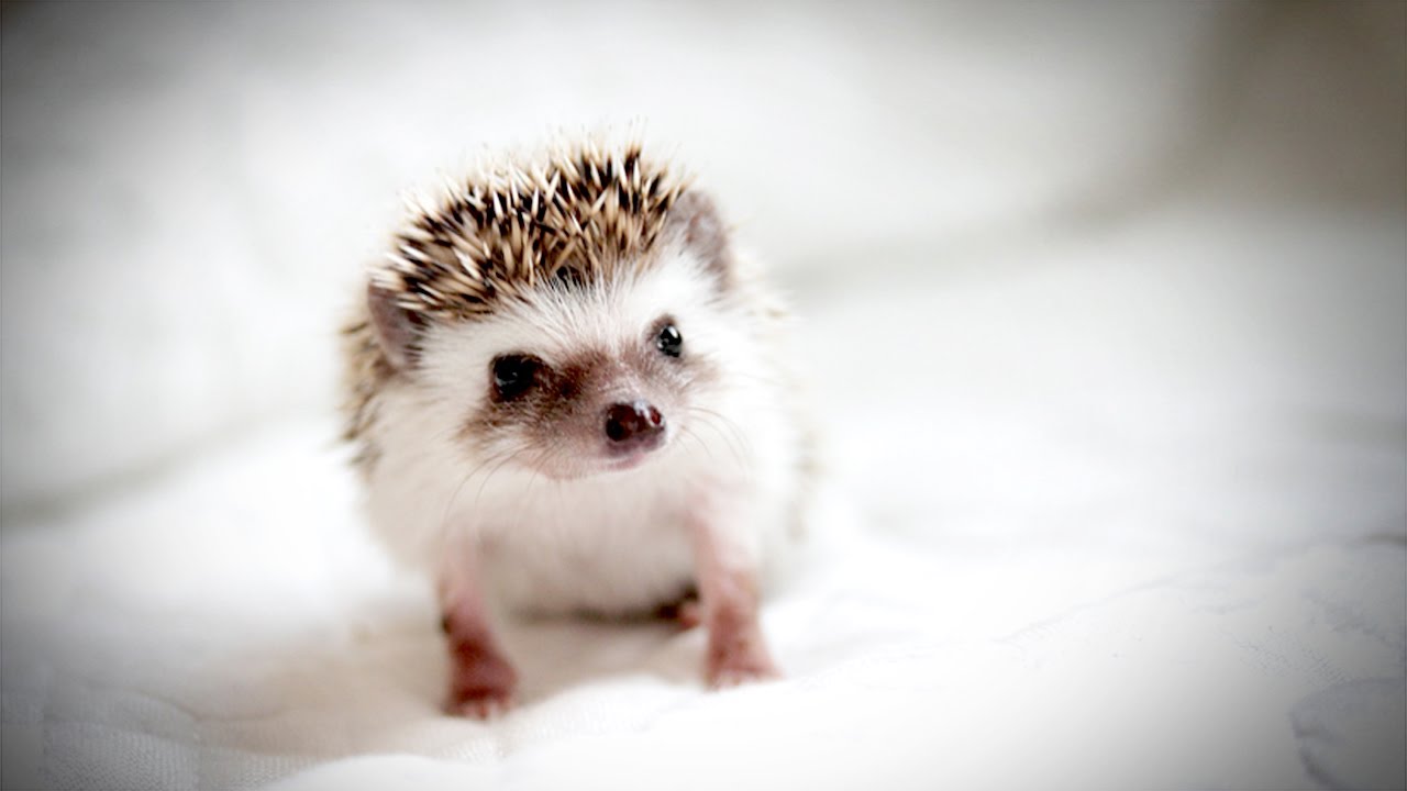 The TINIEST, MOST ADORABLE HEDGEHOG - YouTube
