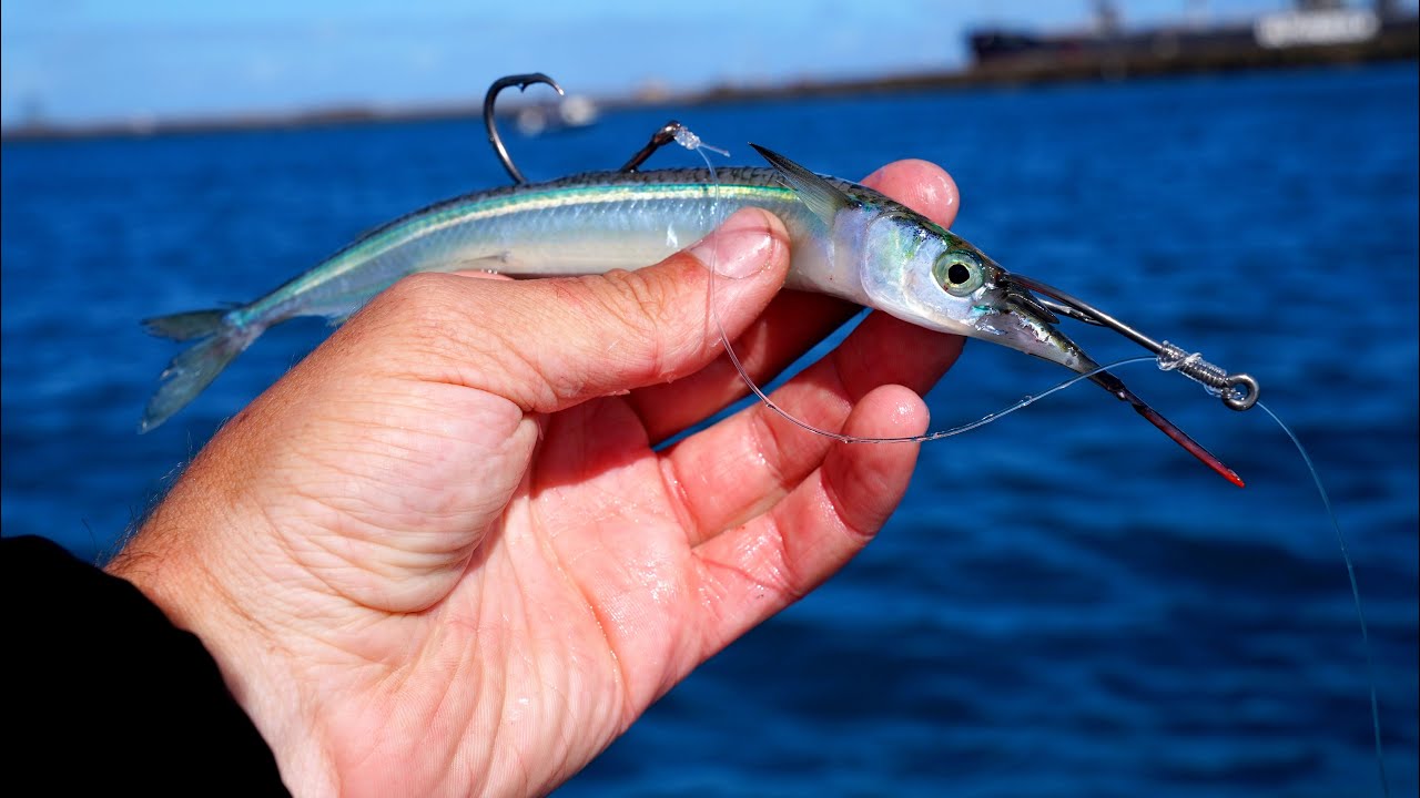 This LIVE BAIT didn't last long! GARFISH as BAIT! 