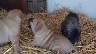 Serbian defense dog puppies 3.5 weeks old! @KENNELOFSERBIANDEFENSEDOG Srpski odbrambeni pas štenci by KENNEL OF SERBIAN DEFENSE DOG 525 views 11 months ago 17 seconds