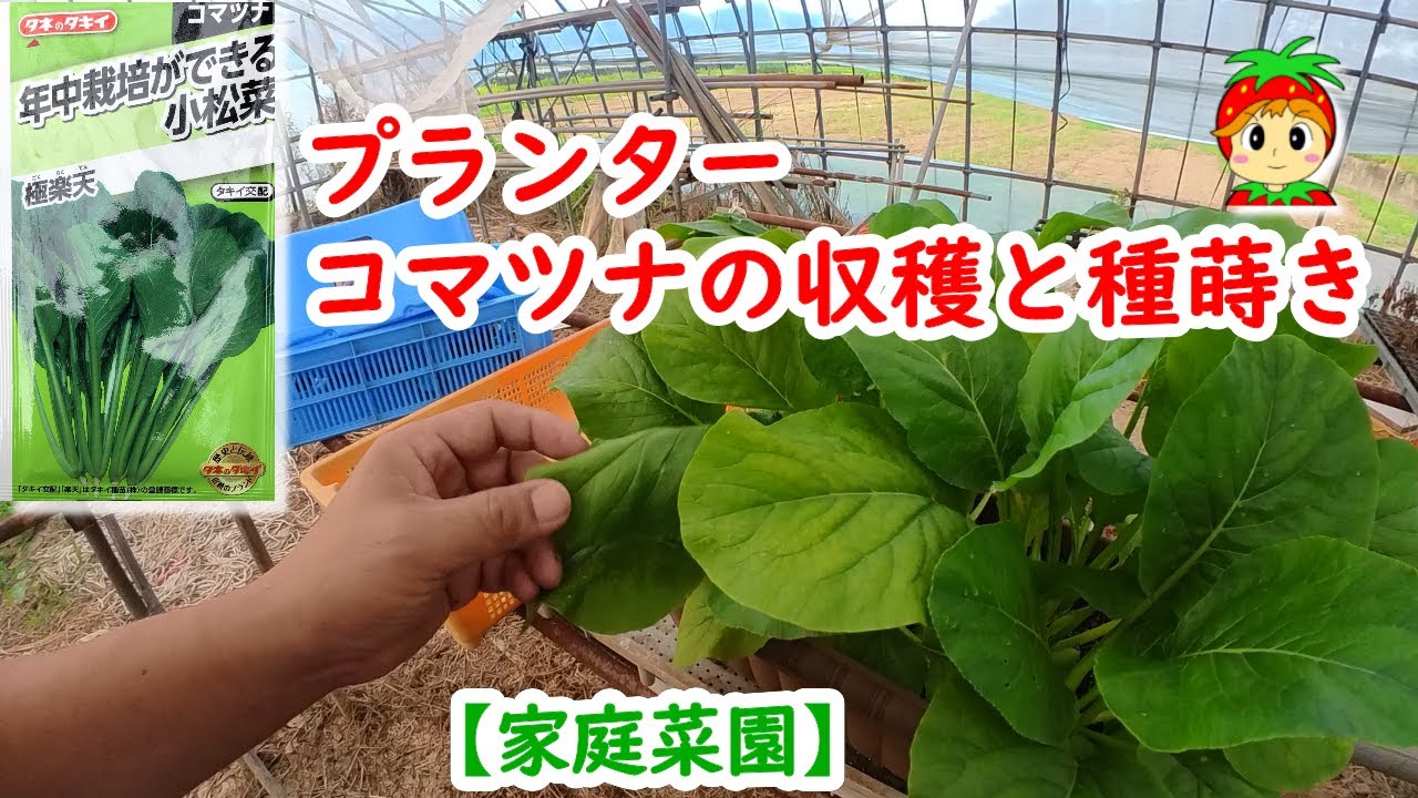 プランター栽培の小松菜を収穫 家庭菜園 Youtube
