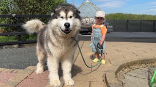 Baby Takes Giant Husky For A Walk, Jump, And Splash  They Are So Cute Together