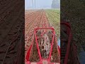 Harvesting Sweet Potatoes! Efficient Machinery in the Foggy Morning!