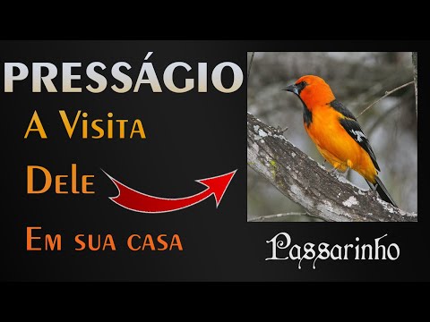 Vídeo: O que significa passarinho?