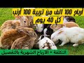مشروع تربية الأرانب في المنزل 2025 أفضل السلالات لدراسة جدوى تربية 10 أرانب بأقل تكلفة وأعلى ربح 