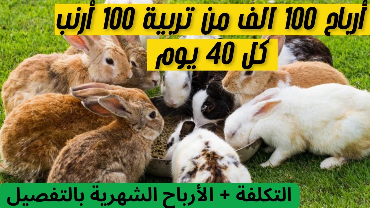مشروع تربية الأرانب في المنزل 2025 :🏠 أفضل السلالات لدراسة جدوى تربية 10 أرانب🐇 بأقل تكلفة وأعلى ربح