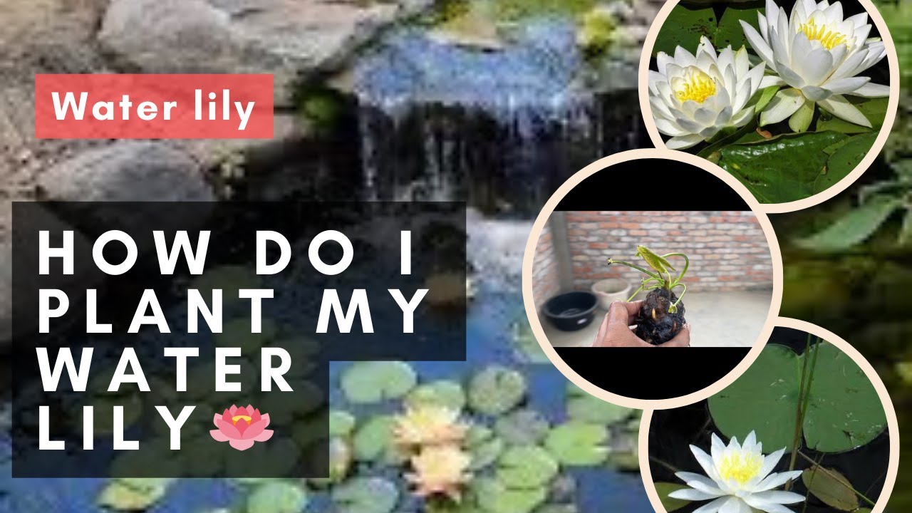 How To Plant Water Lily fishes Aquatic Plants waterlily  how-to-plant-water-lily-fishes-aquatic-plants-waterlily