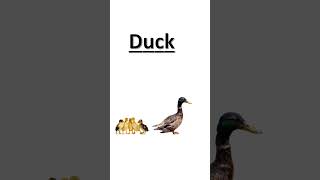 Animals in English - Duck  🦆🦆🦆🦆🦆🦆🦆🦆🦆🦆🦆🦆🦆