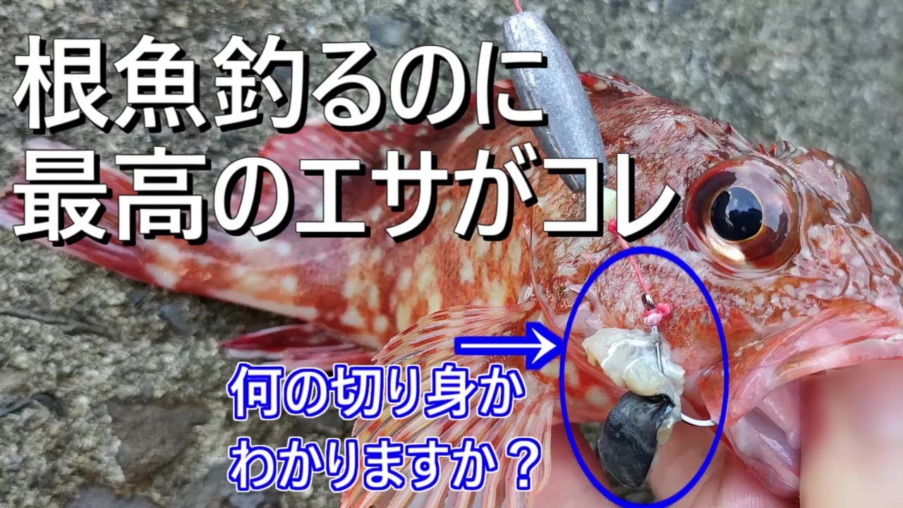 カサゴ釣り(ガシラ釣り)におすすめの餌がコレ - YouTube