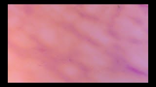 B & The HiveALIBI LYRIC VIDEO