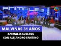 Malvinas 31 Años - Animales Sueltos