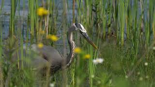 A North American Great blue Heron makes a catch at a northern USA Beaver pond and Great Egret hunts