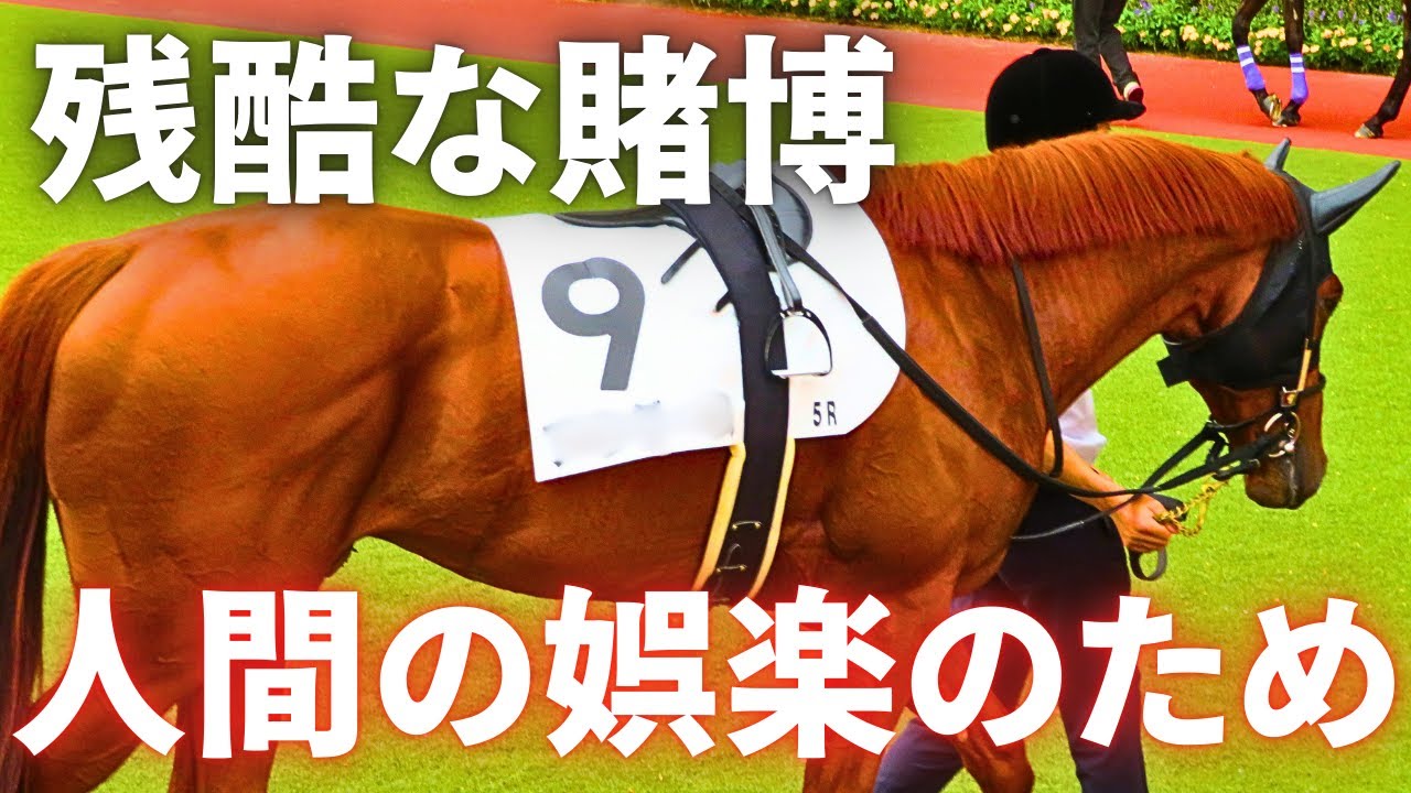 【殺処分】馬をギャンブルに使う競馬の実情、競馬からひっそりと姿を消し行方不明になる馬たち【使い捨て】