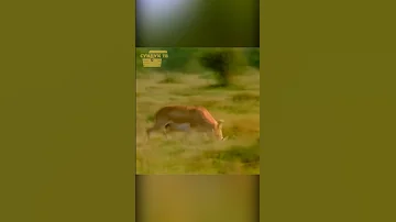 Антилопа наколола на рога гепарда.