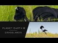 Widow birds bounce for attention - Planet Earth II: Grasslands - BBC One