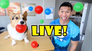 Special Corgi September Live Stream Event!