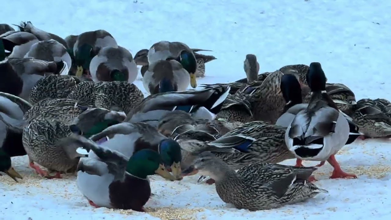 Winter arrival.AsSarahTurnsDucks_Ep229_ 02- 12- 2026