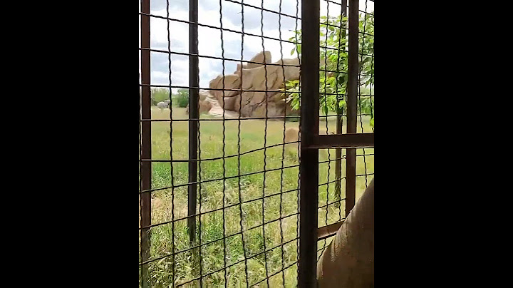 Олег ЗУБКОВ показывает молодому льву, кто ХОЗЯИН крымской САВАННЫ! Парк львов Тайган #тайган