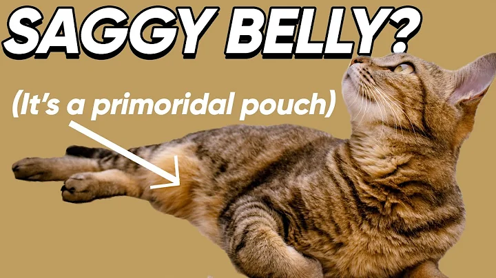 Why A Saggy Belly Doesn't Mean Your Cat Is Fat - DayDayNews