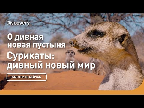 О дивная новая пустыня | Сурикаты: дивный новый мир | Discovery