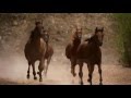 Horses in dream 1080p