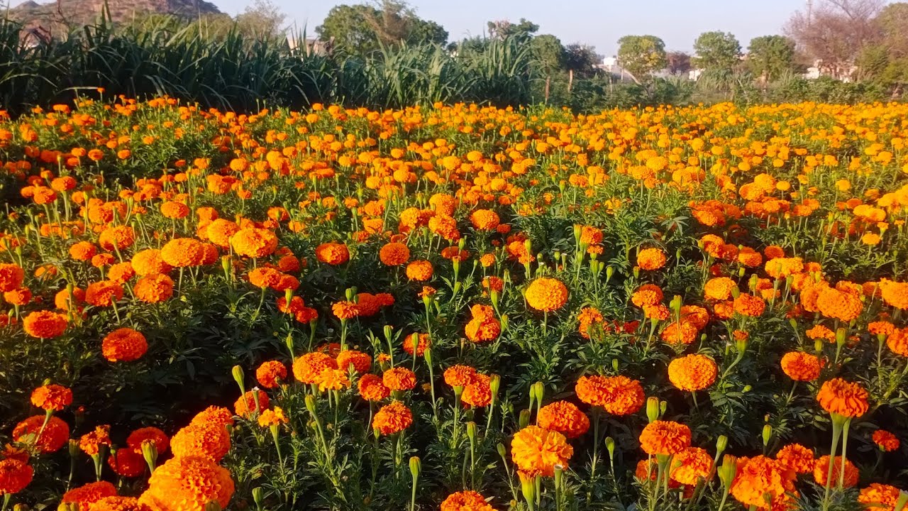 Ss Seeds Pvt Ltd Ss Seeds Pvt Ltd