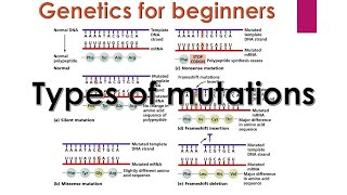 Genetic mutations | Types of mutations in genetics | Genetics for beginners |