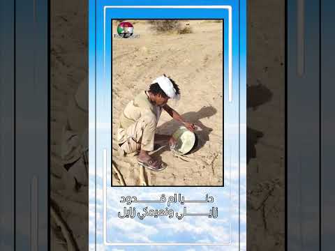 دنـــــــــــيا ام قــــــــــــدود زايلي