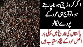 Agar-wood plant (OUD عود perfume) cultivation  in Pakistan || 100% profitable business