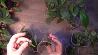 Хойя. Как размножать хойи. Как укоренить хойи.