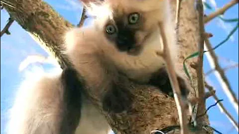 Watch the video about Leïa my siamese Kitty