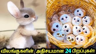 விலங்குகளின் அதிசயமான 24 பிறப்புகள்! | Craziest Animal Births Caught On Camera Part1| Tamil Ultimate
