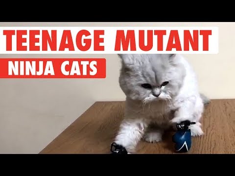 Teenage Mutant Ninja Cats