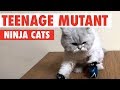 Teenage mutant ninja cats