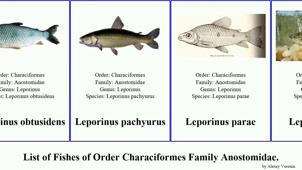 Fishes of Order Characiformes Family Anostomidae leporinus maculatus fasciatus pictus piau
