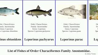 Fishes Of Order Characiformes Family Anostomidae Leporinus Maculatus Fasciatus Pictus Piau