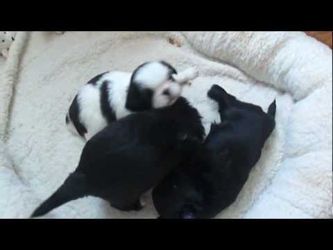 japanese-chin-puppy-makes-funny-tribble-sounds-noises