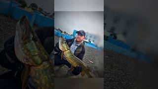 Float fishing for pike never gets old  #PredatorFishing #PikeFishing #pike #floatfishing #float #net