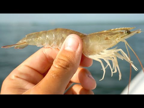 Fishing with Live Shrimp: Easiest Way to Catch Fish 