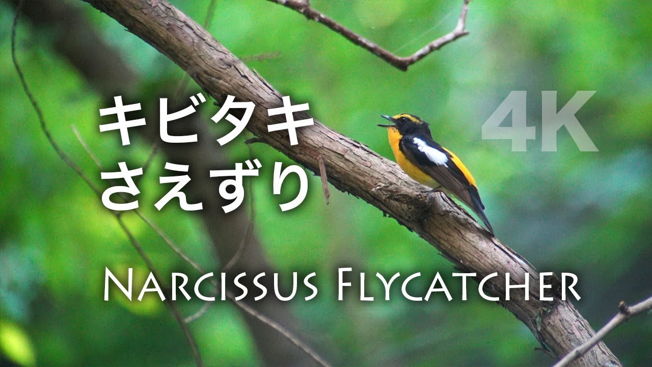 野鳥撮影 野鳥動画 キビタキの鳴き声 バイノーラル録音 4k Youtube