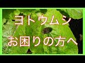 【家庭菜園】ヨトウムシとは?初心者でも簡単な対応と対策を解説【ベランダ菜園】