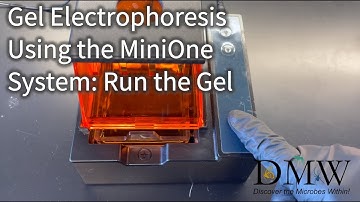 Gel Electrophoresis Using the MiniOne System: Run the Gel