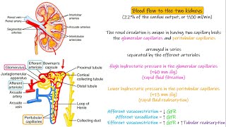 Kidney (Physiological Anatomy). Chapter 26 part 2. Guyton and Hall Physiology.