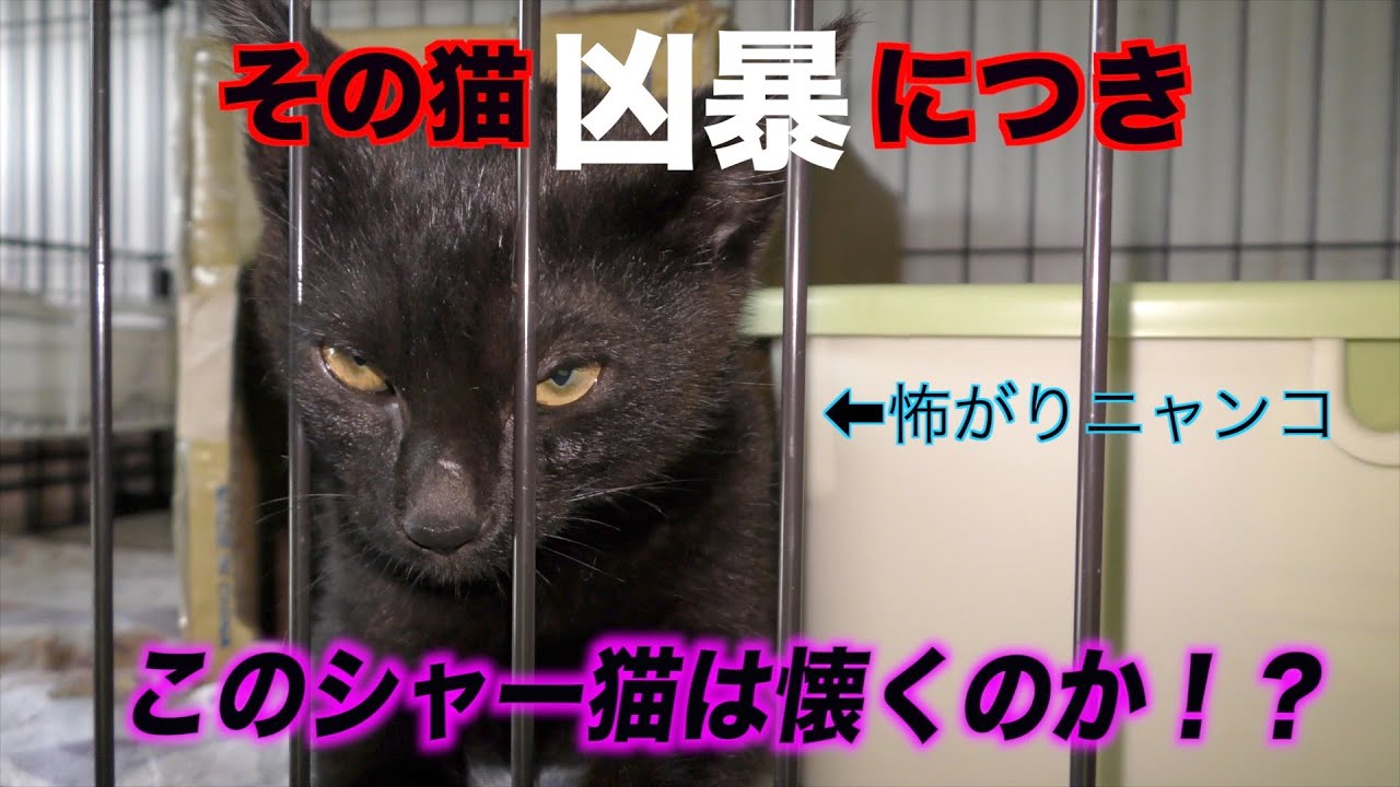 怖がりのシャー猫がなつくまで Youtube