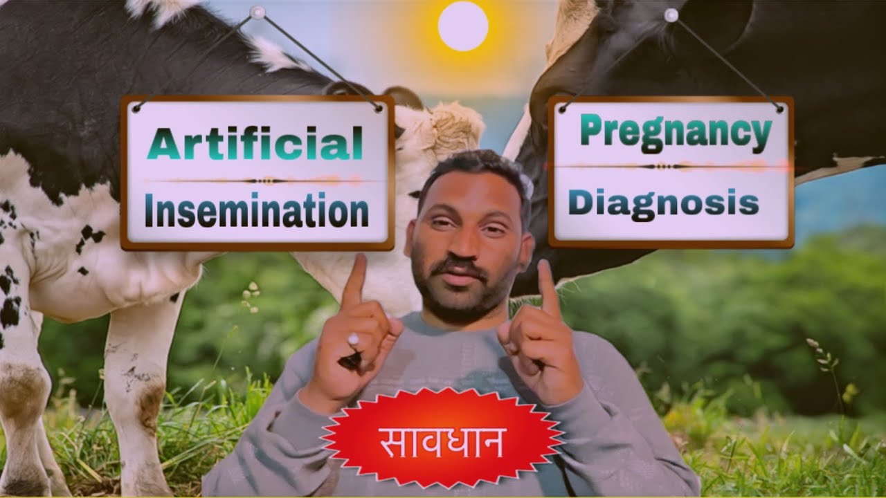 सावधान:- Artificial insemination & Pregnancy diagnosis in cattle & Buffalo !! Vet Care Official 